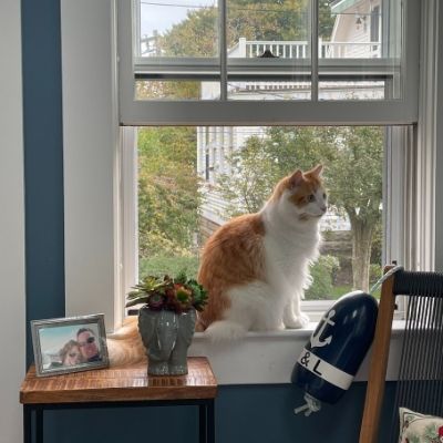 Cheddy Lounging in the Window