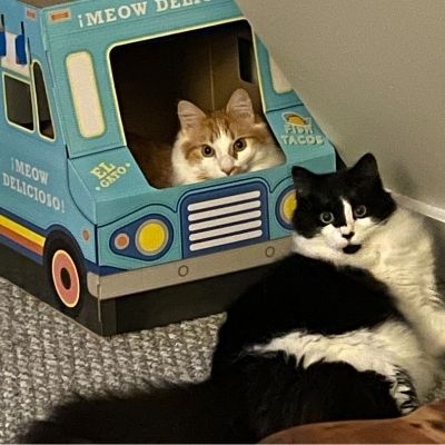 Cheddy and Speedy cat house